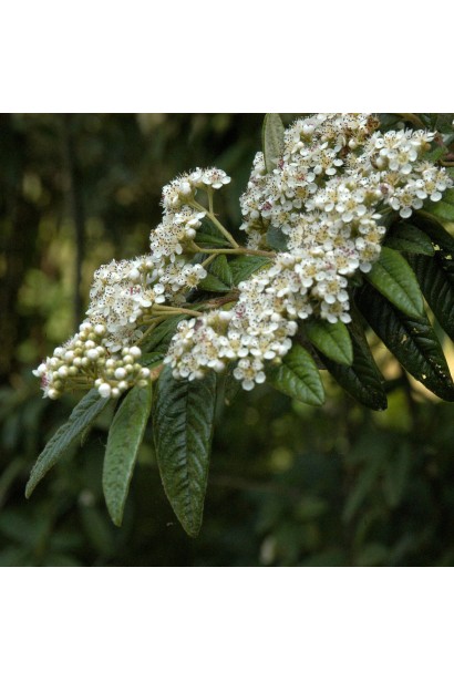 Кизильник иволистный Парк Теппич